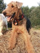 Фотографии к статье: Эрдельтерьер (Airedale Terrier) / Советы по уходу и воспитанию породы собак, описание собаки, помощь при болезнях, фотографии, дискусии и форум.