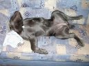 Фотографии к статье: Кане-корсо (Cane Corso Italiano) / Советы по уходу и воспитанию породы собак, описание собаки, помощь при болезнях, фотографии, дискусии и форум.