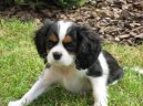 Фотографии к статье: Кавалер-кинг-чарльз-спаниель (Cavalier King Charles Spaniel) / Советы по уходу и воспитанию породы собак, описание собаки, помощь при болезнях, фотографии, дискусии и форум.