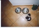 Фотографии к статье: Кавалер-кинг-чарльз-спаниель (Cavalier King Charles Spaniel) / Советы по уходу и воспитанию породы собак, описание собаки, помощь при болезнях, фотографии, дискусии и форум.