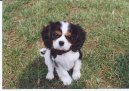 Фотографии к статье: Кавалер-кинг-чарльз-спаниель (Cavalier King Charles Spaniel) / Советы по уходу и воспитанию породы собак, описание собаки, помощь при болезнях, фотографии, дискусии и форум.