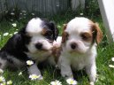 Фотографии к статье: Кавалер-кинг-чарльз-спаниель (Cavalier King Charles Spaniel) / Советы по уходу и воспитанию породы собак, описание собаки, помощь при болезнях, фотографии, дискусии и форум.