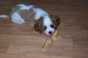 Фотографии к статье: Кавалер-кинг-чарльз-спаниель (Cavalier King Charles Spaniel) / Советы по уходу и воспитанию породы собак, описание собаки, помощь при болезнях, фотографии, дискусии и форум.