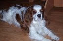 Фотографии к статье: Кавалер-кинг-чарльз-спаниель (Cavalier King Charles Spaniel) / Советы по уходу и воспитанию породы собак, описание собаки, помощь при болезнях, фотографии, дискусии и форум.