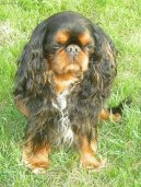 Фотографии к статье: Кавалер-кинг-чарльз-спаниель (Cavalier King Charles Spaniel) / Советы по уходу и воспитанию породы собак, описание собаки, помощь при болезнях, фотографии, дискусии и форум.