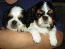 Фотографии к статье: Кавалер-кинг-чарльз-спаниель (Cavalier King Charles Spaniel) / Советы по уходу и воспитанию породы собак, описание собаки, помощь при болезнях, фотографии, дискусии и форум.