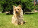 Фотографии к статье: Кернтерьер (Cairn Terrier) / Советы по уходу и воспитанию породы собак, описание собаки, помощь при болезнях, фотографии, дискусии и форум.