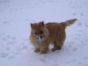 Фотографии к статье: Кернтерьер (Cairn Terrier) / Советы по уходу и воспитанию породы собак, описание собаки, помощь при болезнях, фотографии, дискусии и форум.