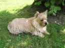 Фотографии к статье: Кернтерьер (Cairn Terrier) / Советы по уходу и воспитанию породы собак, описание собаки, помощь при болезнях, фотографии, дискусии и форум.