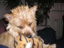 Фотографии к статье: Кернтерьер (Cairn Terrier) / Советы по уходу и воспитанию породы собак, описание собаки, помощь при болезнях, фотографии, дискусии и форум.