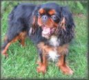 Фотографии к статье: Кинг чарльз спаниель (King Charles Spaniel) / Советы по уходу и воспитанию породы собак, описание собаки, помощь при болезнях, фотографии, дискусии и форум.