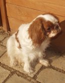 Фотографии к статье: Кинг чарльз спаниель (King Charles Spaniel) / Советы по уходу и воспитанию породы собак, описание собаки, помощь при болезнях, фотографии, дискусии и форум.