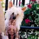 Фотографии к статье: Китайская хохлатая собачка (Chinese Crested Dog) / Советы по уходу и воспитанию породы собак, описание собаки, помощь при болезнях, фотографии, дискусии и форум.