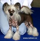 Фотографии к статье: Китайская хохлатая собачка (Chinese Crested Dog) / Советы по уходу и воспитанию породы собак, описание собаки, помощь при болезнях, фотографии, дискусии и форум.