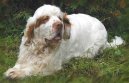 Фотографии к статье: Кламбер-спаниель (Clumber Spaniel) / Советы по уходу и воспитанию породы собак, описание собаки, помощь при болезнях, фотографии, дискусии и форум.