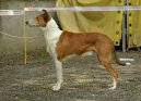 Фотографии к статье: Колли короткошерстный (Smooth Collie) / Советы по уходу и воспитанию породы собак, описание собаки, помощь при болезнях, фотографии, дискусии и форум.