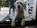 Фотографии к статье: Лабрадор-ретривер (Labrador Retriever) / Советы по уходу и воспитанию породы собак, описание собаки, помощь при болезнях, фотографии, дискусии и форум.