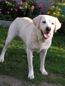 Фотографии к статье: Лабрадор-ретривер (Labrador Retriever) / Советы по уходу и воспитанию породы собак, описание собаки, помощь при болезнях, фотографии, дискусии и форум.