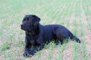 Фотографии к статье: Лабрадор-ретривер (Labrador Retriever) / Советы по уходу и воспитанию породы собак, описание собаки, помощь при болезнях, фотографии, дискусии и форум.