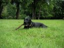 Фотографии к статье: Лабрадор-ретривер (Labrador Retriever) / Советы по уходу и воспитанию породы собак, описание собаки, помощь при болезнях, фотографии, дискусии и форум.