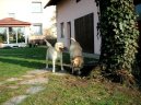 Фотографии к статье: Лабрадор-ретривер (Labrador Retriever) / Советы по уходу и воспитанию породы собак, описание собаки, помощь при болезнях, фотографии, дискусии и форум.