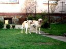 Фотографии к статье: Лабрадор-ретривер (Labrador Retriever) / Советы по уходу и воспитанию породы собак, описание собаки, помощь при болезнях, фотографии, дискусии и форум.