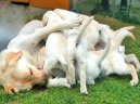 Фотографии к статье: Лабрадор-ретривер (Labrador Retriever) / Советы по уходу и воспитанию породы собак, описание собаки, помощь при болезнях, фотографии, дискусии и форум.