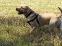 Фотографии к статье: Лабрадор-ретривер (Labrador Retriever) / Советы по уходу и воспитанию породы собак, описание собаки, помощь при болезнях, фотографии, дискусии и форум.