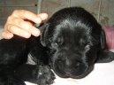 Фотографии к статье: Лабрадор-ретривер (Labrador Retriever) / Советы по уходу и воспитанию породы собак, описание собаки, помощь при болезнях, фотографии, дискусии и форум.