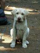 Фотографии к статье: Лабрадор-ретривер (Labrador Retriever) / Советы по уходу и воспитанию породы собак, описание собаки, помощь при болезнях, фотографии, дискусии и форум.