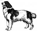 Фотографии к статье: Ландсир (Landseer) / Советы по уходу и воспитанию породы собак, описание собаки, помощь при болезнях, фотографии, дискусии и форум.