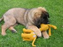 Фотографии к статье: Леонбергер (Leonberger) / Советы по уходу и воспитанию породы собак, описание собаки, помощь при болезнях, фотографии, дискусии и форум.