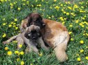 Фотографии к статье: Леонбергер (Leonberger) / Советы по уходу и воспитанию породы собак, описание собаки, помощь при болезнях, фотографии, дискусии и форум.