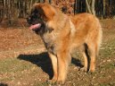 Фотографии к статье: Леонбергер (Leonberger) / Советы по уходу и воспитанию породы собак, описание собаки, помощь при болезнях, фотографии, дискусии и форум.