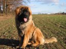 Фотографии к статье: Леонбергер (Leonberger) / Советы по уходу и воспитанию породы собак, описание собаки, помощь при болезнях, фотографии, дискусии и форум.