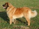 Фотографии к статье: Леонбергер (Leonberger) / Советы по уходу и воспитанию породы собак, описание собаки, помощь при болезнях, фотографии, дискусии и форум.