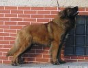 Фотографии к статье: Леонбергер (Leonberger) / Советы по уходу и воспитанию породы собак, описание собаки, помощь при болезнях, фотографии, дискусии и форум.