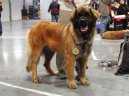 Фотографии к статье: Леонбергер (Leonberger) / Советы по уходу и воспитанию породы собак, описание собаки, помощь при болезнях, фотографии, дискусии и форум.