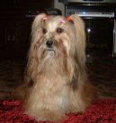 Фотографии к статье: Лхасский апсо (Lhasa Apso) / Советы по уходу и воспитанию породы собак, описание собаки, помощь при болезнях, фотографии, дискусии и форум.