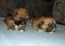 Фотографии к статье: Лхасский апсо (Lhasa Apso) / Советы по уходу и воспитанию породы собак, описание собаки, помощь при болезнях, фотографии, дискусии и форум.