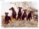 Фотографии к статье: Манчестерский терьер (Manchester Terrier) / Советы по уходу и воспитанию породы собак, описание собаки, помощь при болезнях, фотографии, дискусии и форум.