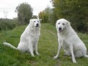 Фотографии к статье: Мареммо-абруццкая овчарка (Maremma and Abruzzes Sheepdog) / Советы по уходу и воспитанию породы собак, описание собаки, помощь при болезнях, фотографии, дискусии и форум.