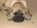 Фотографии к статье: Мастиф (English Mastiff) / Советы по уходу и воспитанию породы собак, описание собаки, помощь при болезнях, фотографии, дискусии и форум.