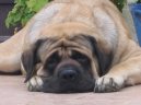 Фотографии к статье: Мастиф (English Mastiff) / Советы по уходу и воспитанию породы собак, описание собаки, помощь при болезнях, фотографии, дискусии и форум.