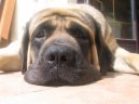 Фотографии к статье: Мастиф (English Mastiff) / Советы по уходу и воспитанию породы собак, описание собаки, помощь при болезнях, фотографии, дискусии и форум.