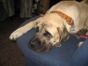 Фотографии к статье: Мастиф (English Mastiff) / Советы по уходу и воспитанию породы собак, описание собаки, помощь при болезнях, фотографии, дискусии и форум.