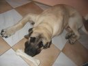 Фотографии к статье: Мастиф (English Mastiff) / Советы по уходу и воспитанию породы собак, описание собаки, помощь при болезнях, фотографии, дискусии и форум.