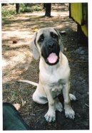 Фотографии к статье: Мастиф (English Mastiff) / Советы по уходу и воспитанию породы собак, описание собаки, помощь при болезнях, фотографии, дискусии и форум.