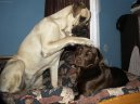 Фотографии к статье: Мастиф (English Mastiff) / Советы по уходу и воспитанию породы собак, описание собаки, помощь при болезнях, фотографии, дискусии и форум.