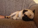 Фотографии к статье: Мопс (Pug) / Советы по уходу и воспитанию породы собак, описание собаки, помощь при болезнях, фотографии, дискусии и форум.